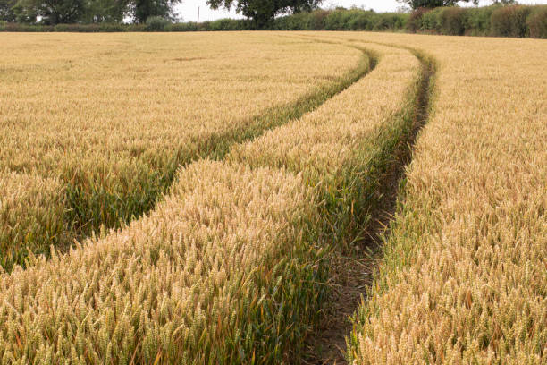 istock Field of wheat 2164905627