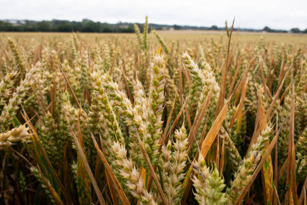 istock Field of wheat 2164905909