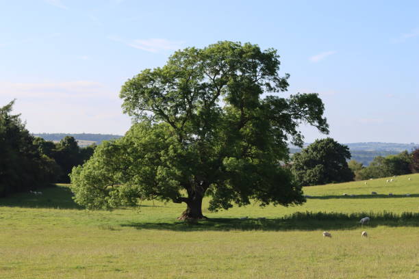 istock Ancient tree in a countryside meadow in summer 2164906080