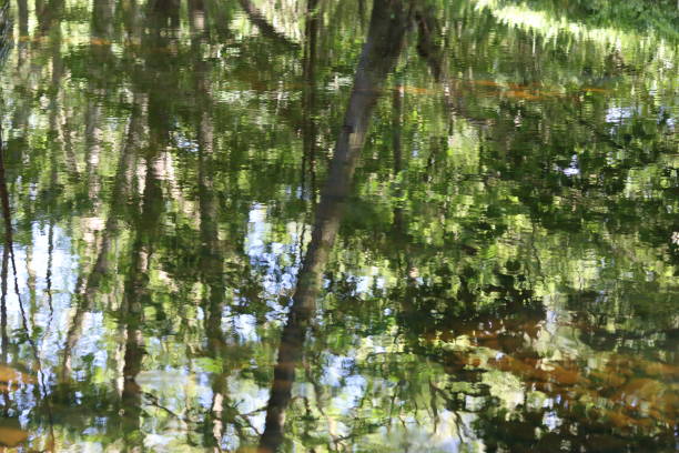 Green reflections in a woodland river in summer