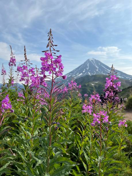 istock Purple flowers and volcano Gorely 2164907587