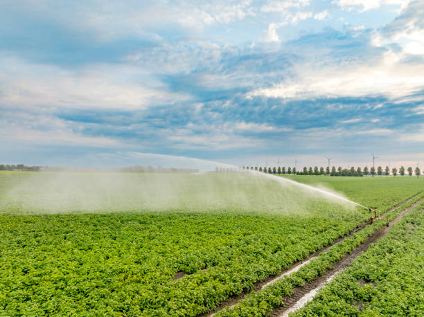 istock Potato plants with an irrigation gun in a field during sunset 2164907745