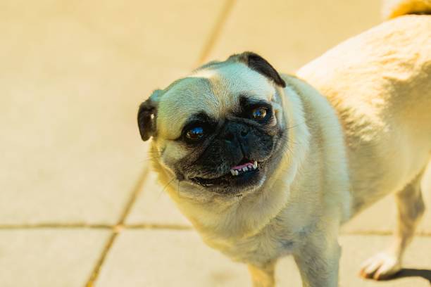 istock TAN COLORED PUG DOG WITH BRIGHT EYES AND A SLIGHTLY TILTED HEAD 2164907855