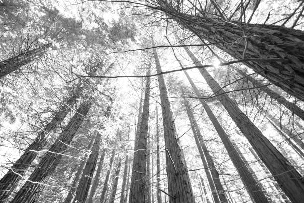 Sequoia trees in Cantabria, Spain. Forest. Nature. Black and white