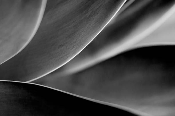 istock Vegetal folds. Succulent plant leaf borders. Elegance. Mistery 2164909515