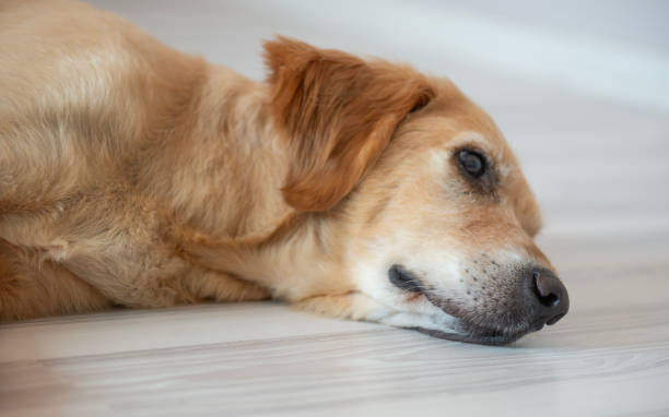 istock Golden Retriever 2164909544