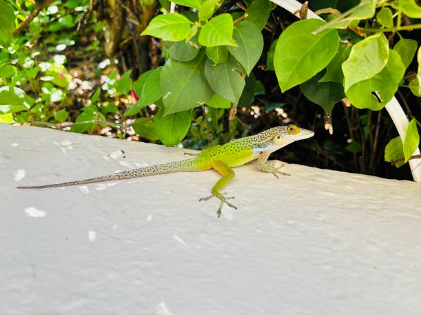 Lone green and silver Anolis lizard wild in Antigua