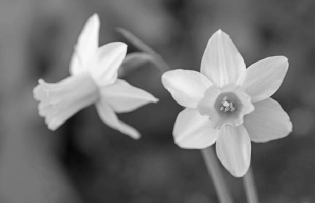 istock Two daffodil flowers in black and white. Botany. Beauty 2164910400
