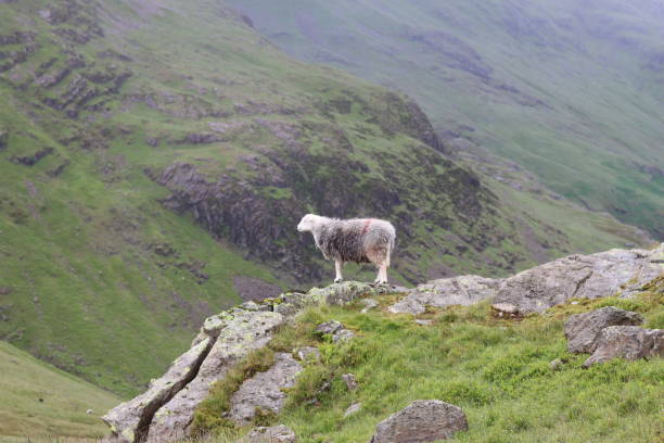 istock Herdwick sheep standing on a hillside looking at the view 2164910767