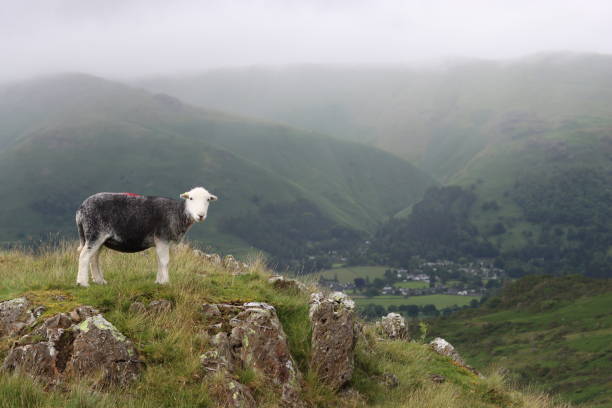 istock Herdwick sheep standing on a hillside looking at the view 2164911113