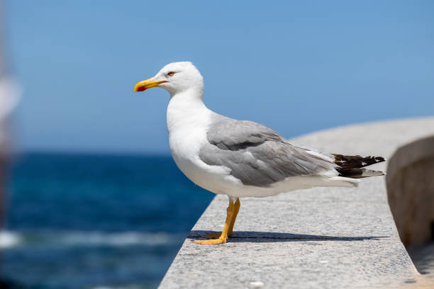 istock Seagull perching on a ledge with a calm blue sea backdrop 2164911364