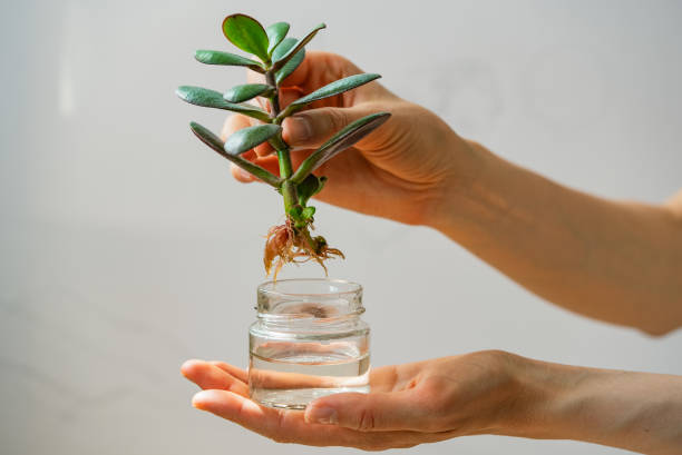 Close-up of woman hand holding succulent plant with its roots submerged in small glass jar filled with water. Close-up of woman hand holding succulent plant with its roots submerged in small glass jar filled with water. Scene captures simplicity and care involved in nurturing indoor plants. jade plant stock pictures, royalty-free photos & images