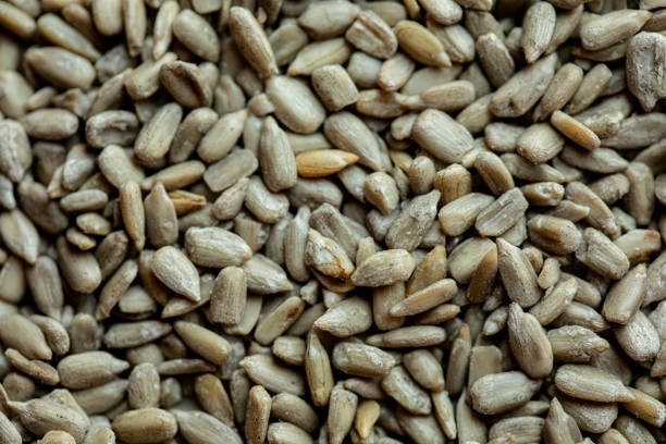 Natural fresh sunflower Seeds Background