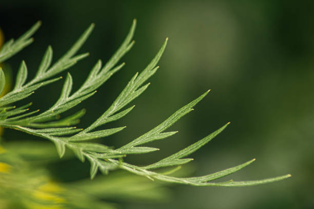 Abstract green leaf background, soft focus, sunny day, fresh spring field, natural textured wallpaper
