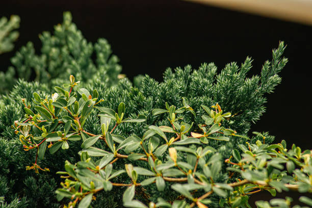 Close up view on blue fir branches by blurred background