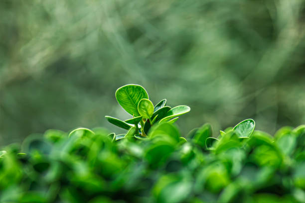 Green leaves. Fresh green spring grass in garden with copy space using as background natural greenery plants landscape. Soft Focus. Abstract Nature Background