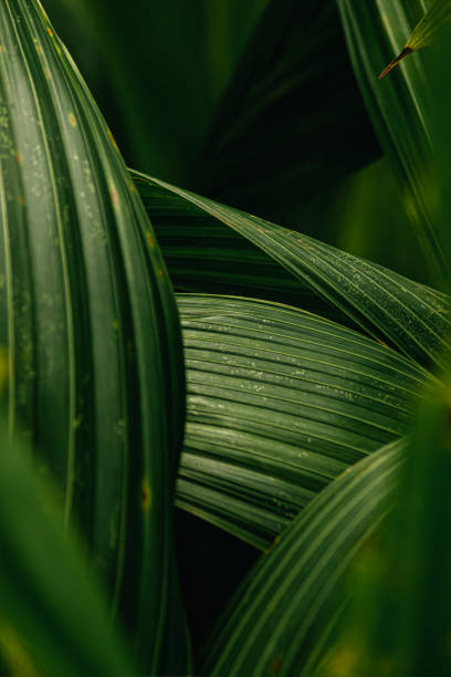 istock Close-up of water drop on green plant leaf texture 2164913558