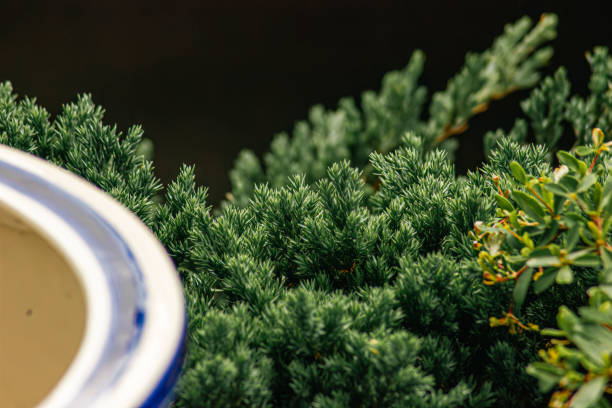 A pine bonsai tree extending from an orange ceramic plot. The trunk of the tree bends to the right and splits into smaller branches with pine leaves sprouting from them. Isolated on white background.