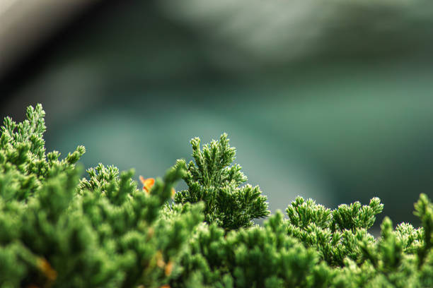 Captura de pequeños detalles de objetos cotidianos y de la naturaleza, mirada macro