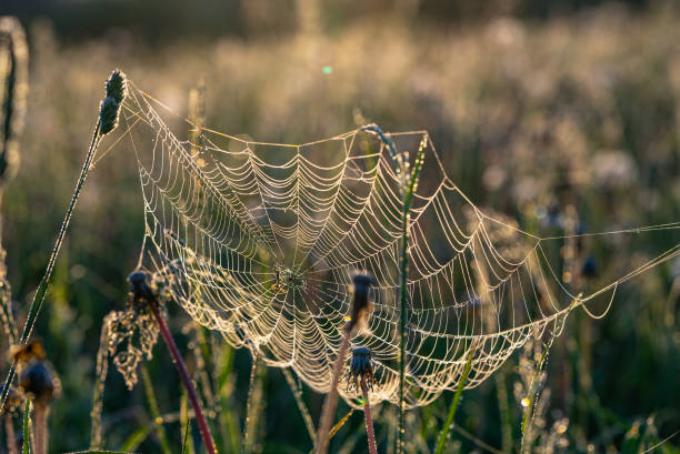 istock Dew-Covered Spider Web in Morning Sunlight in Meadow. A warm summer landscape. 2164914302