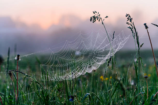 istock Spider web glistening with dewdrops in misty meadow during dawn, capturing serene beauty of nature. 2164914547