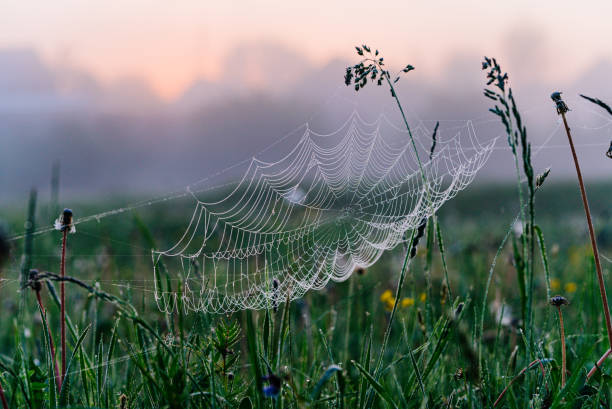 Spider web glistening with dewdrops in field at dawn. Delicate web is intricately woven among tall grasses, with early morning mist and soft sunrise colors creating serene backdrop.