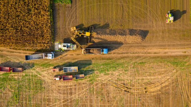 istock Aerial view on truck shift, loading sugar beet for transportation 2164915513