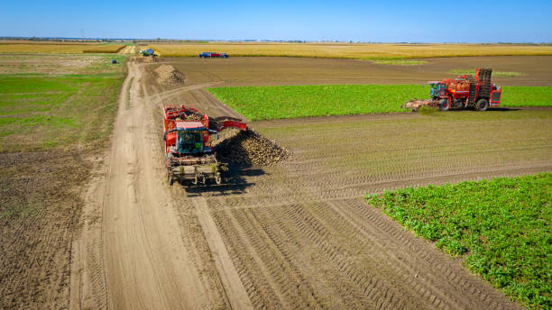 istock Aerial view of two combines, harvesters as harvest ripe sugar beet, unloading 2164916675