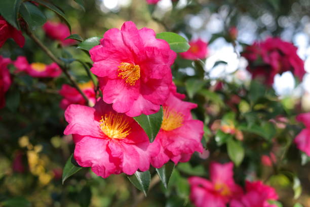 istock Camellia flower blooming in the garden with sunlight 2164919064