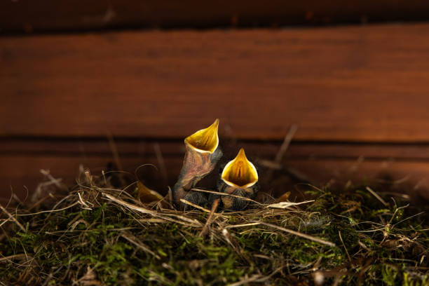 Two small birds in nest waiting for food with open beaks