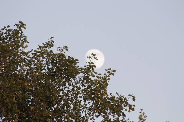 A full moon in the middle of a day