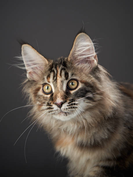 istock Inquisitive Maine Coon Cat 2164923204