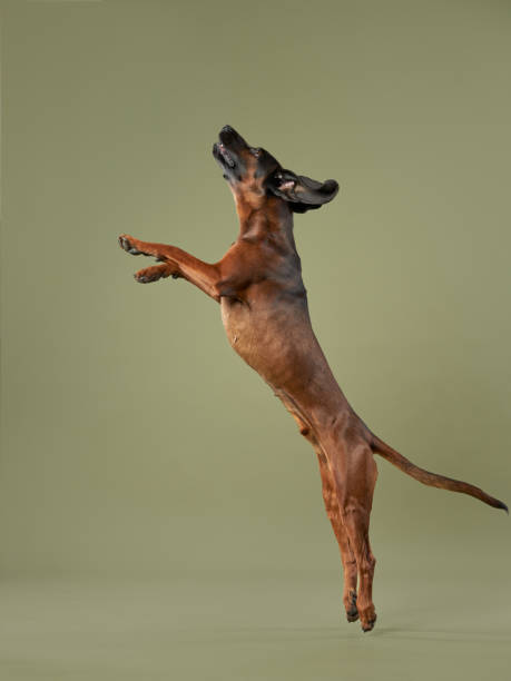 istock Dog Leaping in Joy 2164923235