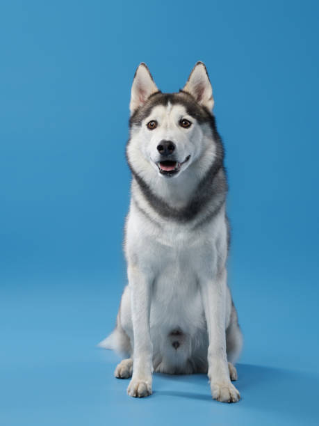 istock Siberian Husky Portrait 2164923245