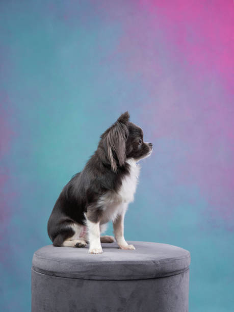 istock Attentive Border Collie Portrait 2164923251