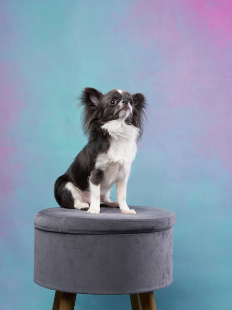 istock Chihuahua dog Confident Stand 2164923257