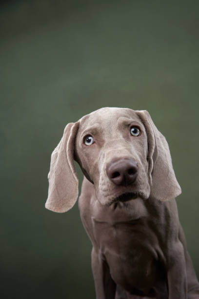 Close-up on Weimaraner dog's head in focus standing outdoors on a sunny day and looking attentively with tongue sticking out