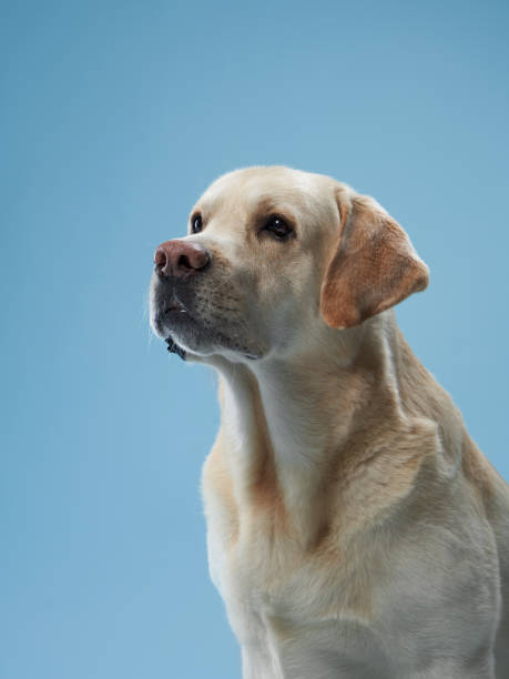 istock Labrador Retriever Contemplation 2164923297
