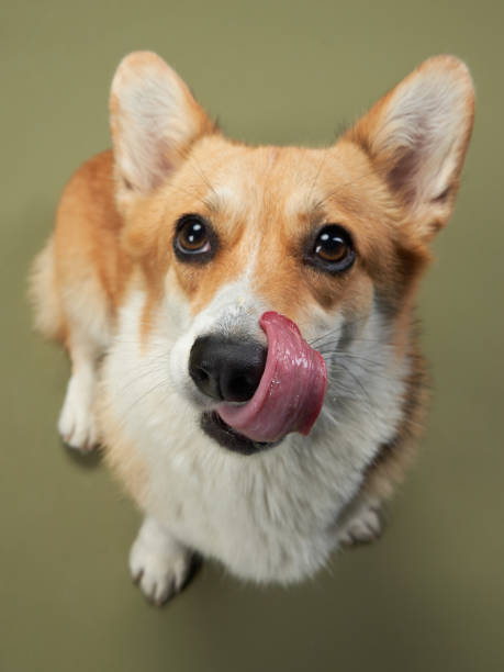 istock Corgi Dog Happy Greeting 2164923302