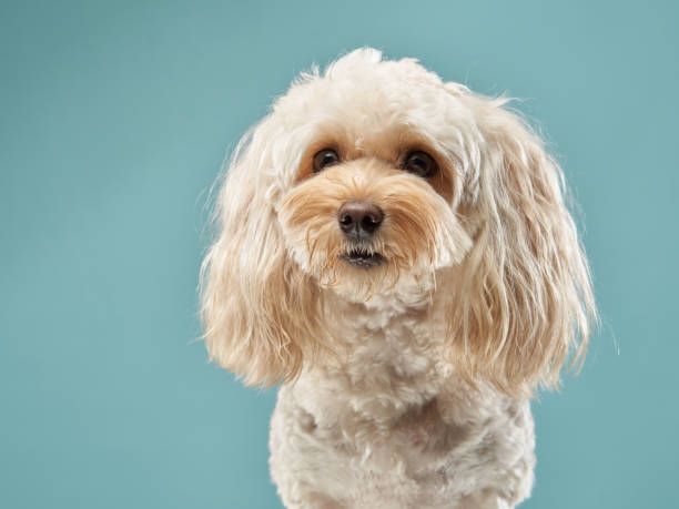 istock Maltipoo Dog Curled in Blue 2164923311