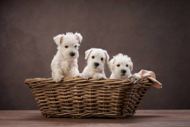 istock Puppies in Basket 2164923320