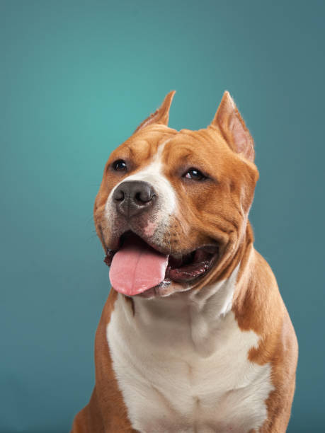 istock Cheerful Staffordshire Bull Terrier 2164923328