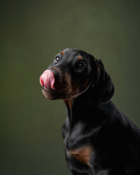 istock Elegant Doberman Gaze 2164923337