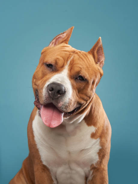 istock Playful Staffordshire Terrier dog 2164923338