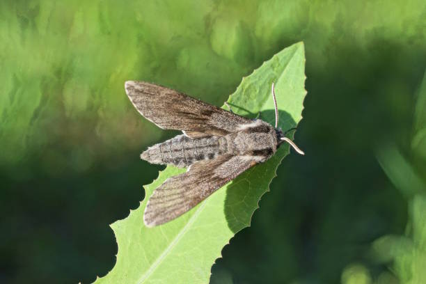 istock one large gray moth sits on a green leaf 2164924216
