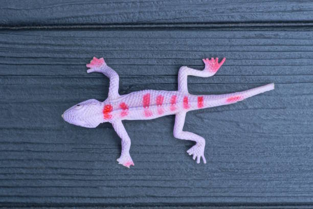 istock plastic pink red toy lizard lies on black wooden table 2164925065
