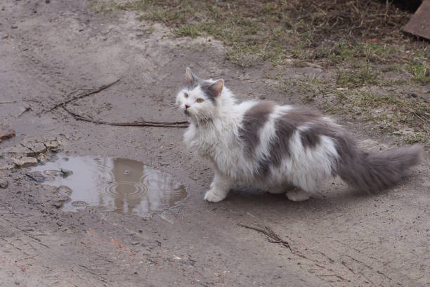 newborn stray cat at park with mom
