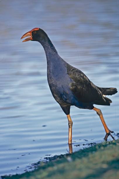 istock Australasian Swamphen 2164925438