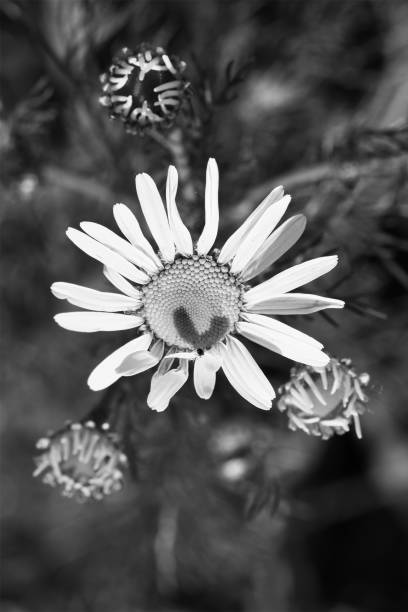 istock Magritte with white petals, on which a heart is outlined by a shadow, black and white 2164925789