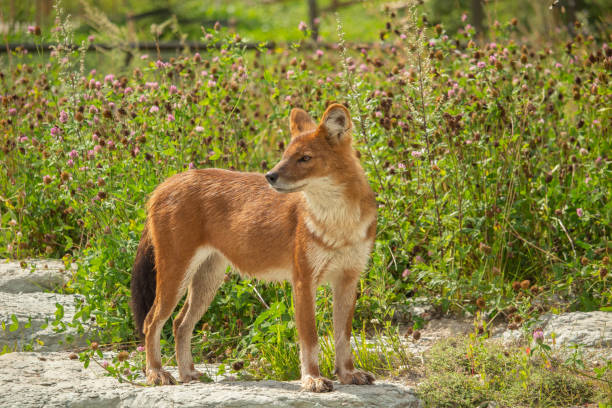 istock Red Dog or an Asian Wild Dog 2164926883